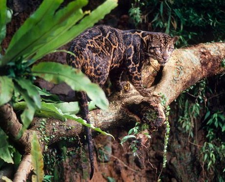 Борнейський димчастий леопард