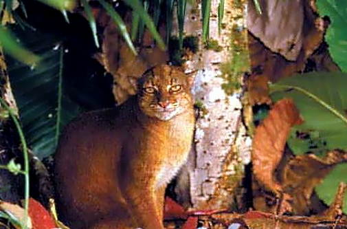 Калімантанська кішка
