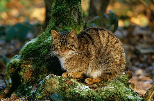 Кіт лісовий