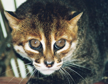 Суматранська кішка